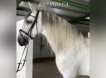 PRE, Castrone, 8 Anni, 160 cm, Grigio