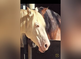 PRE, Castrone, 8 Anni, 160 cm, Perlino