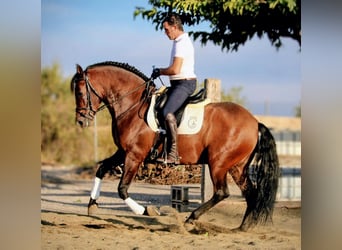 PRE Mix, Castrone, 8 Anni, 162 cm, Baio