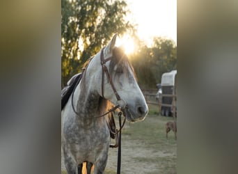 PRE, Castrone, 8 Anni, 162 cm, Grigio