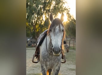 PRE, Castrone, 8 Anni, 162 cm, Grigio