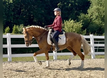 PRE Mix, Castrone, 8 Anni, 162 cm, Palomino