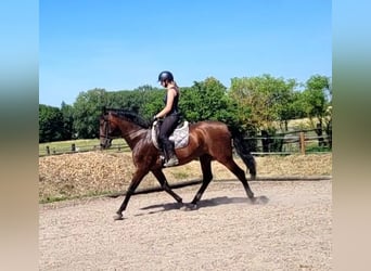 PRE Mix, Castrone, 8 Anni, 163 cm, Baio