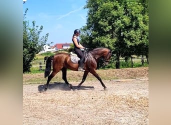 PRE Mix, Castrone, 8 Anni, 163 cm, Baio