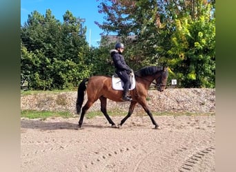 PRE, Castrone, 8 Anni, 163 cm, Baio