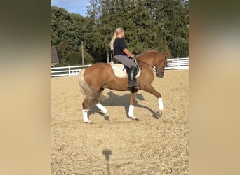 PRE Mix, Castrone, 8 Anni, 163 cm, Palomino