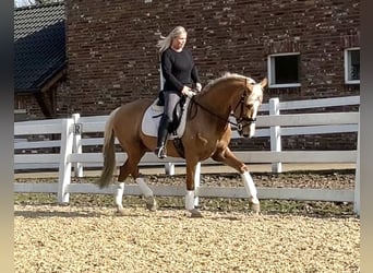 PRE Mix, Castrone, 8 Anni, 163 cm, Palomino