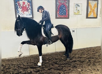 PRE Mix, Castrone, 8 Anni, 164 cm, Morello