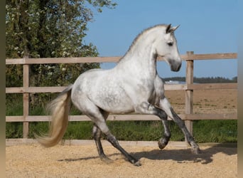 PRE, Castrone, 8 Anni, 165 cm, Grigio