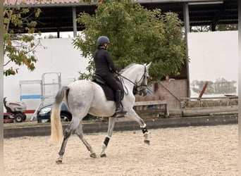 PRE Mix, Castrone, 8 Anni, 165 cm, Grigio