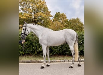PRE Mix, Castrone, 8 Anni, 165 cm, Grigio