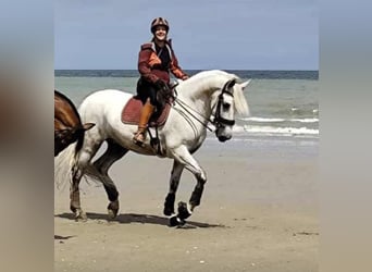 PRE Mix, Castrone, 8 Anni, 165 cm, Grigio pezzato