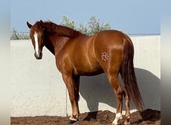 PRE Mix, Castrone, 8 Anni, 165 cm, Sauro scuro
