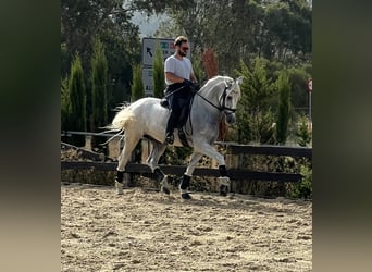 PRE, Castrone, 8 Anni, 166 cm, Grigio