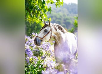 PRE Mix, Castrone, 8 Anni, 166 cm, Grigio