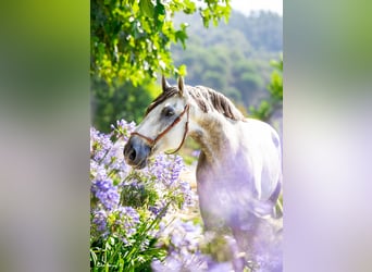 PRE Mix, Castrone, 8 Anni, 168 cm, Grigio pezzato