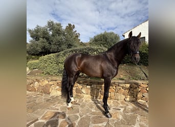 PRE Mix, Castrone, 8 Anni, 170 cm, Baio scuro
