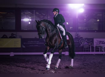 PRE, Castrone, 8 Anni, 172 cm, Baio