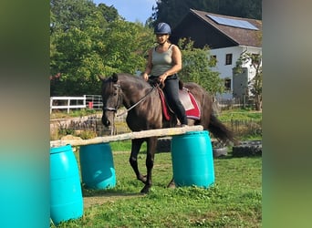 PRE Mix, Castrone, 9 Anni, 157 cm, Baio nero