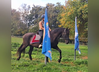 PRE Mix, Castrone, 9 Anni, 157 cm, Baio nero