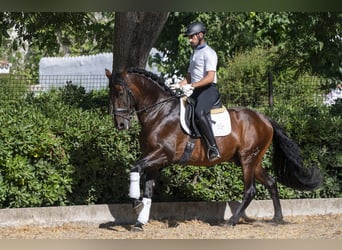 PRE Mix, Castrone, 9 Anni, 162 cm, Baio scuro