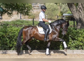 PRE Mix, Castrone, 9 Anni, 162 cm, Baio scuro
