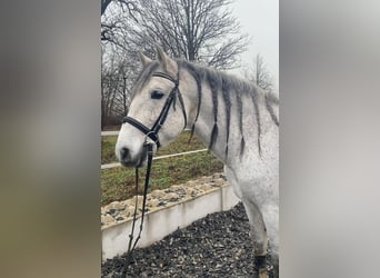 PRE Mix, Castrone, 9 Anni, 162 cm, Grigio