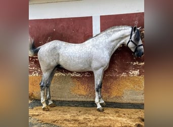 PRE Mix, Castrone, 9 Anni, 163 cm, Grigio pezzato
