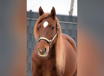 PRE Mix, Castrone, 9 Anni, 163 cm, Sauro