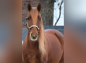 PRE Mix, Castrone, 9 Anni, 163 cm, Sauro