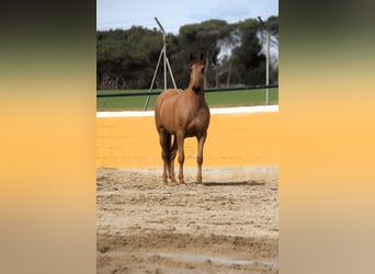 PRE Mix, Castrone, 9 Anni, 164 cm, Sauro