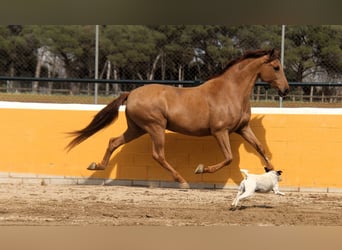 PRE Mix, Castrone, 9 Anni, 164 cm, Sauro