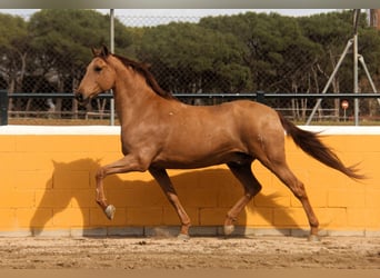 PRE Mix, Castrone, 9 Anni, 164 cm, Sauro
