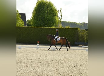 PRE, Castrone, 9 Anni, 165 cm, Baio