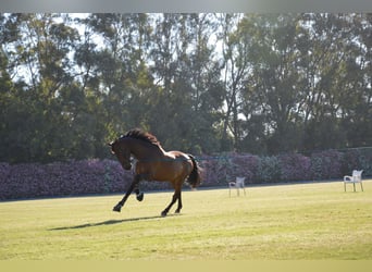 PRE, Castrone, 9 Anni, 165 cm, Baio