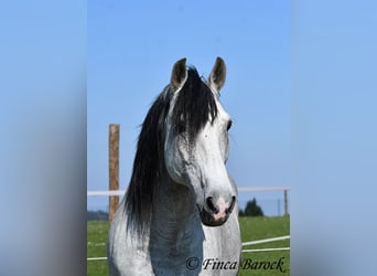 PRE Mix, Castrone, 9 Anni, 165 cm, Grigio