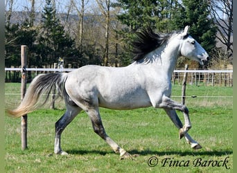PRE Mix, Castrone, 9 Anni, 165 cm, Grigio