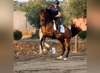 PRE Mix, Castrone, 9 Anni, 166 cm, Baio