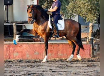 PRE Mix, Castrone, 9 Anni, 166 cm, Baio
