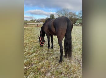 PRE, Castrone, 9 Anni, 166 cm, Baio scuro