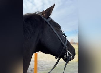 PRE, Castrone, 9 Anni, 166 cm, Baio scuro