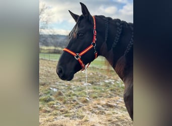 PRE, Castrone, 9 Anni, 166 cm, Baio scuro