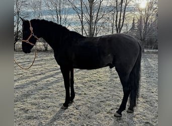 PRE, Castrone, 9 Anni, 166 cm, Baio scuro