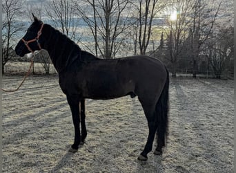PRE, Castrone, 9 Anni, 166 cm, Baio scuro