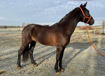 PRE, Castrone, 9 Anni, 166 cm, Baio scuro