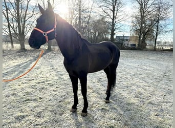 PRE, Castrone, 9 Anni, 166 cm, Baio scuro