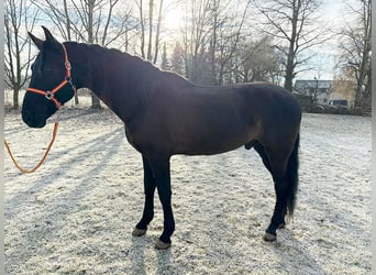 PRE, Castrone, 9 Anni, 166 cm, Baio scuro