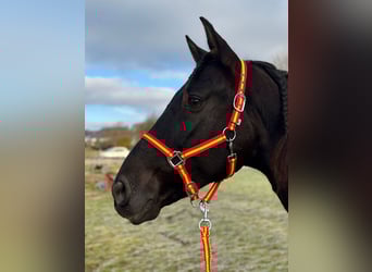PRE, Castrone, 9 Anni, 166 cm, Baio scuro
