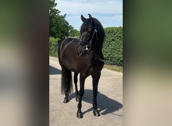 PRE, Castrone, 9 Anni, 167 cm, Morello