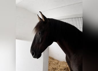 PRE, Castrone, 9 Anni, 167 cm, Morello